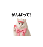 ピンクのリボンの子猫ちゃん（個別スタンプ：27）