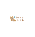 癒し芝犬の極省スペースで丁寧敬語（個別スタンプ：39）
