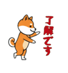 [了解です専用]シバ犬（個別スタンプ：12）