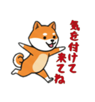 [気を付けて来てね専用]シバ犬（個別スタンプ：1）