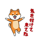 [気を付けて来てね専用]シバ犬（個別スタンプ：2）