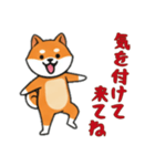 [気を付けて来てね専用]シバ犬（個別スタンプ：3）