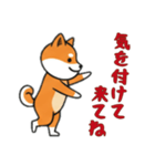 [気を付けて来てね専用]シバ犬（個別スタンプ：4）