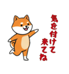 [気を付けて来てね専用]シバ犬（個別スタンプ：5）