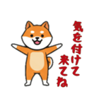 [気を付けて来てね専用]シバ犬（個別スタンプ：6）