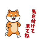 [気を付けて来てね専用]シバ犬（個別スタンプ：7）