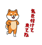 [気を付けて来てね専用]シバ犬（個別スタンプ：10）