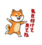 [気を付けて来てね専用]シバ犬（個別スタンプ：11）