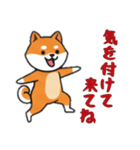 [気を付けて来てね専用]シバ犬（個別スタンプ：12）