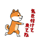 [気を付けて来てね専用]シバ犬（個別スタンプ：13）
