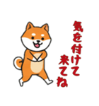 [気を付けて来てね専用]シバ犬（個別スタンプ：15）