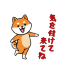 [気を付けて来てね専用]シバ犬（個別スタンプ：16）