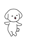 [アレンジ用]ビションフリーゼ男の子（個別スタンプ：4）