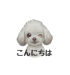 トイプードル(リアルタッチ、グレー)（個別スタンプ：2）