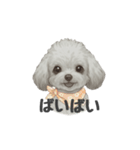 トイプードル(リアルタッチ、グレー)（個別スタンプ：4）