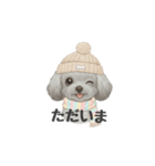 トイプードル(リアルタッチ、グレー)（個別スタンプ：5）