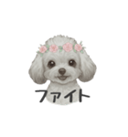 トイプードル(リアルタッチ、グレー)（個別スタンプ：7）