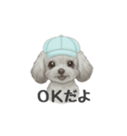 トイプードル(リアルタッチ、グレー)（個別スタンプ：8）