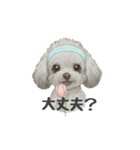 トイプードル(リアルタッチ、グレー)（個別スタンプ：11）