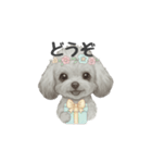トイプードル(リアルタッチ、グレー)（個別スタンプ：12）