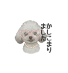 トイプードル(リアルタッチ、グレー)（個別スタンプ：13）