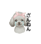 トイプードル(リアルタッチ、グレー)（個別スタンプ：14）