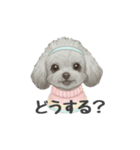 トイプードル(リアルタッチ、グレー)（個別スタンプ：15）