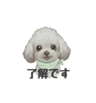トイプードル(リアルタッチ、グレー)（個別スタンプ：16）