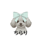 トイプードル(リアルタッチ、グレー)（個別スタンプ：17）