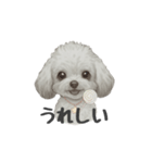 トイプードル(リアルタッチ、グレー)（個別スタンプ：20）