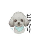 トイプードル(リアルタッチ、グレー)（個別スタンプ：21）