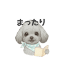 トイプードル(リアルタッチ、グレー)（個別スタンプ：22）