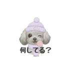 トイプードル(リアルタッチ、グレー)（個別スタンプ：25）
