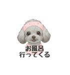 トイプードル(リアルタッチ、グレー)（個別スタンプ：26）