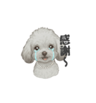 トイプードル(リアルタッチ、グレー)（個別スタンプ：28）