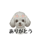 トイプードル(リアルタッチ、グレー)（個別スタンプ：29）