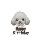 トイプードル(リアルタッチ、グレー)（個別スタンプ：30）