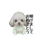 トイプードル(リアルタッチ、グレー)（個別スタンプ：39）
