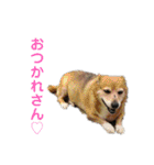 我が家のアニマルと夢愛スタンプ（個別スタンプ：1）