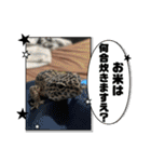 我が家のアニマルと夢愛スタンプ（個別スタンプ：12）