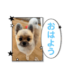 朧だワン！（個別スタンプ：1）