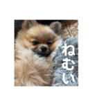 朧だワン！（個別スタンプ：5）