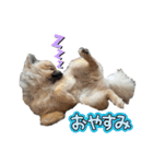 朧だワン！（個別スタンプ：6）