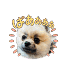 朧だワン！（個別スタンプ：13）