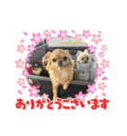朧だワン！（個別スタンプ：17）