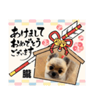 朧だワン！（個別スタンプ：38）