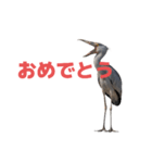 ハシビロコウ J（個別スタンプ：13）