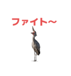 ハシビロコウ J（個別スタンプ：17）