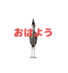 ハシビロコウ J（個別スタンプ：18）