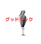 ハシビロコウ J（個別スタンプ：19）